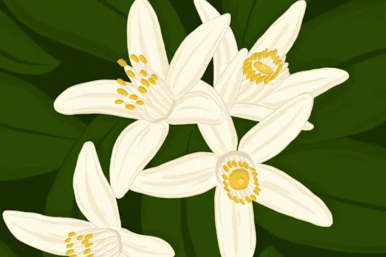 LIBRO LIMONE FIORI LIMONE (1)