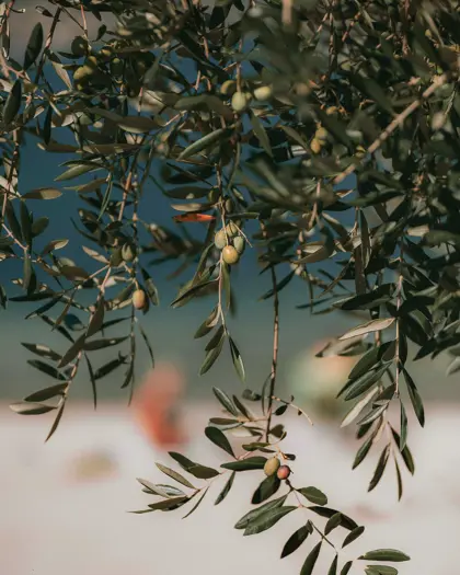 Pexels Eberhardgross 2086351