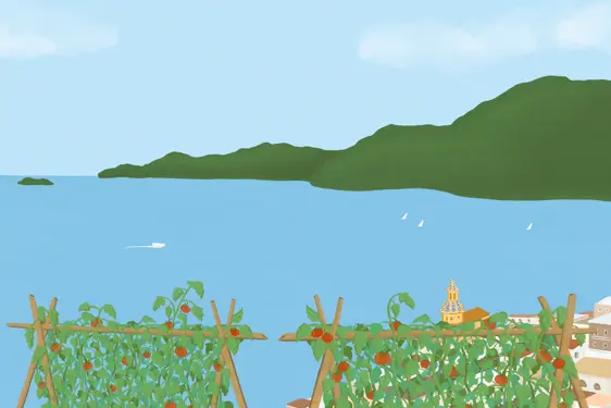 Tomatotrellisseascape